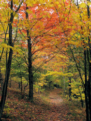 أوراق الشجر على الدرب. أوراق الشجر على الدرب.