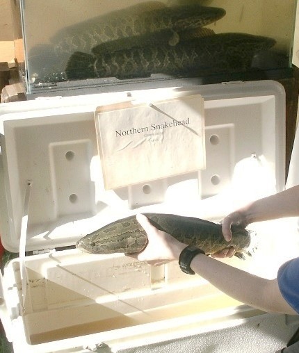 سمكة رأس الأفعى - صورة من المجال العام USFWS