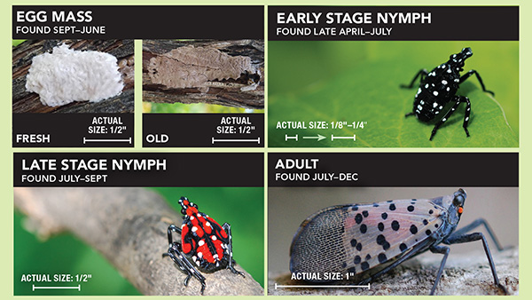 ذبابة سبوتن لانترنر فلاش - صورة VDACS