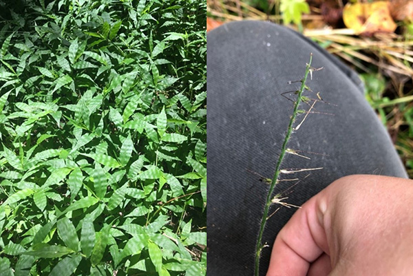 عشب Wavyleaf العشبي - الصورة مادلين كيرن متنزهات ولاية فيرجينيا