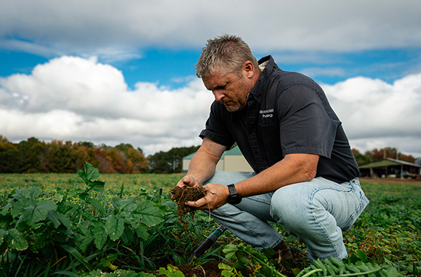 محاصيل التغطية