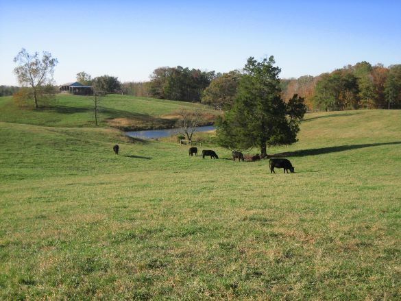 استبعاد تيار الماشية