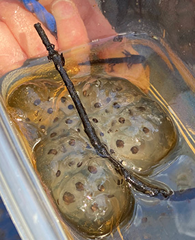 البيض واليرقات