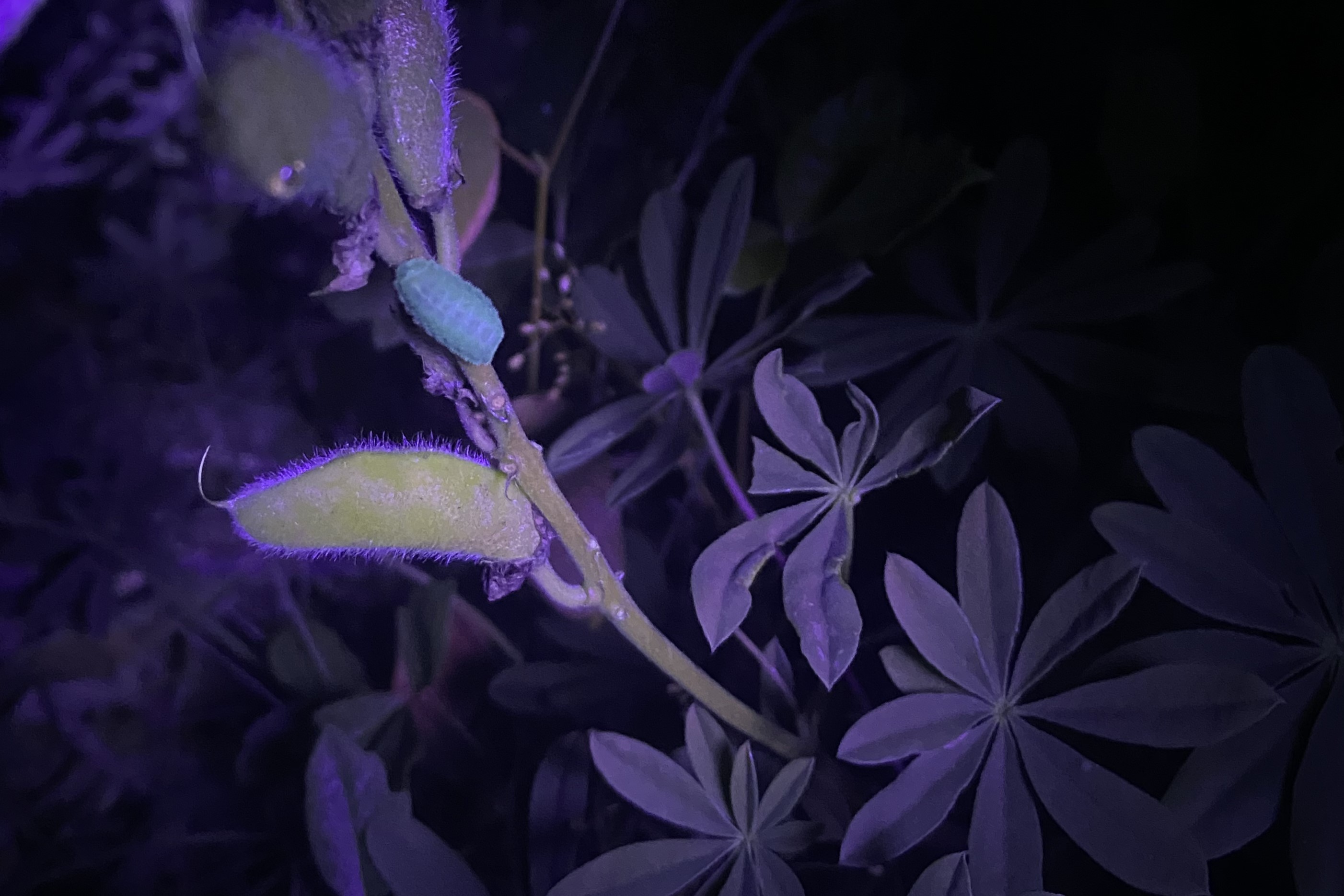 يرقة القزم المتجمد على الترمس