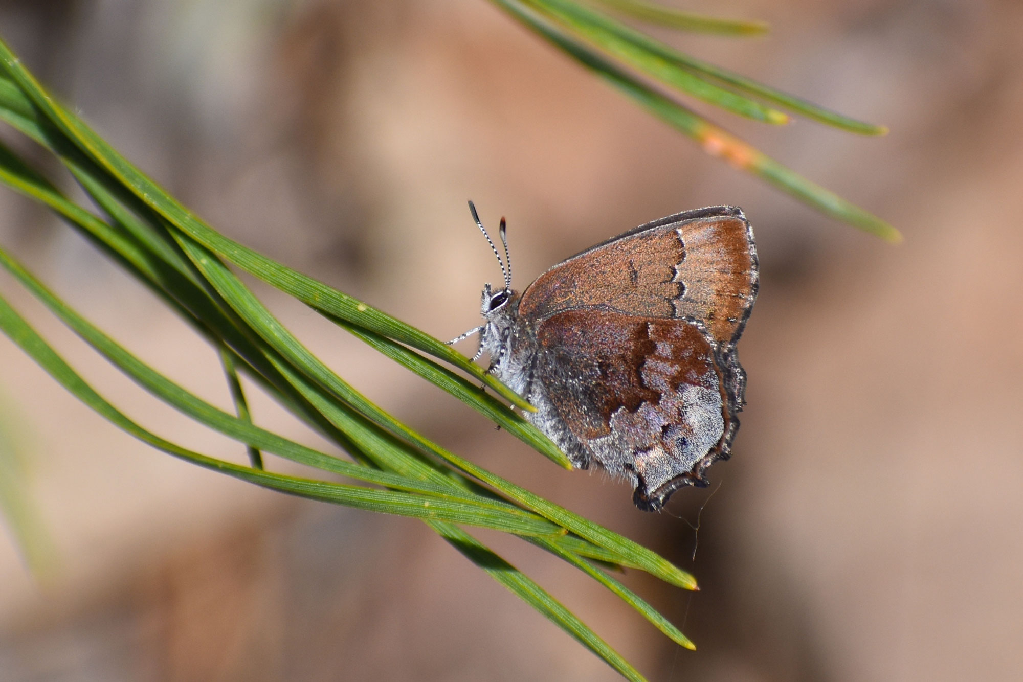 صقيع العفريت المتجمد