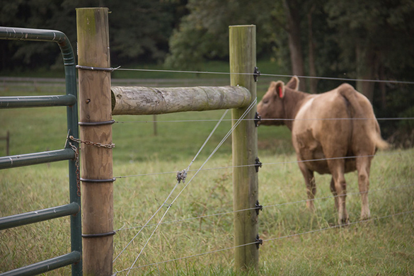 استبعاد تيار الماشية