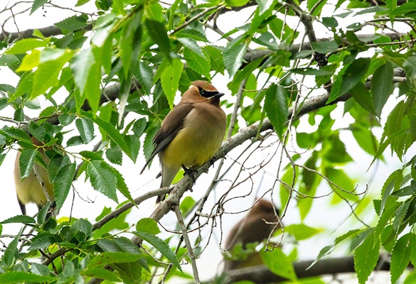 طائر شمع الأرز