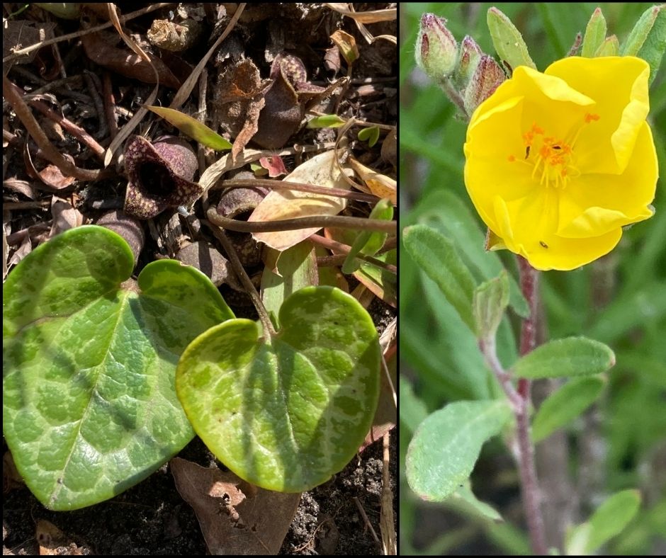 صورة مجمعة: على اليسار، لقطة مقربة لورقتين خضراوين على شكل قلب تخرجان من الأرض؛ على اليمين، زهرة صفراء تتفتح