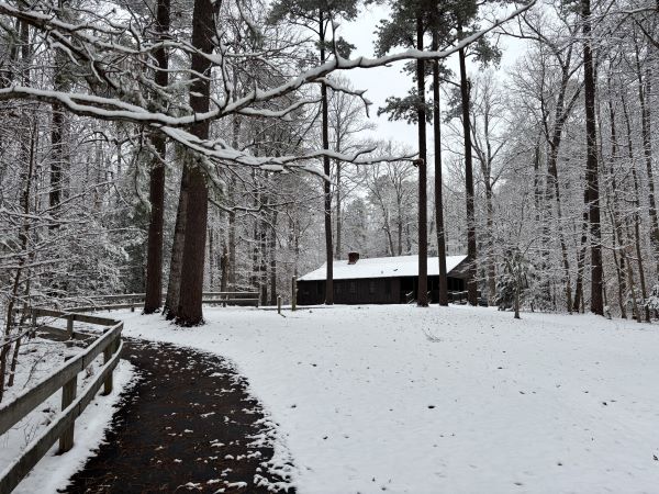 Snow covered trees and path leading up to a building.