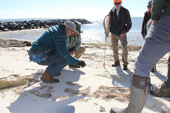 فريق العمل يستكشف محمية منطقة نيو بوينت كومفورت الطبيعية بحثاً عن خنفساء النمر