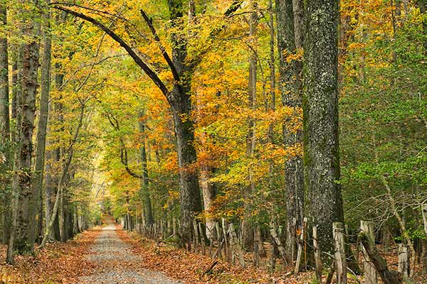 طريق الخريف في متنزه كاليدون الحكومي طريق الخريف في متنزه كاليدون الحكومي