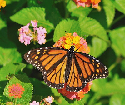 فراشة الملك