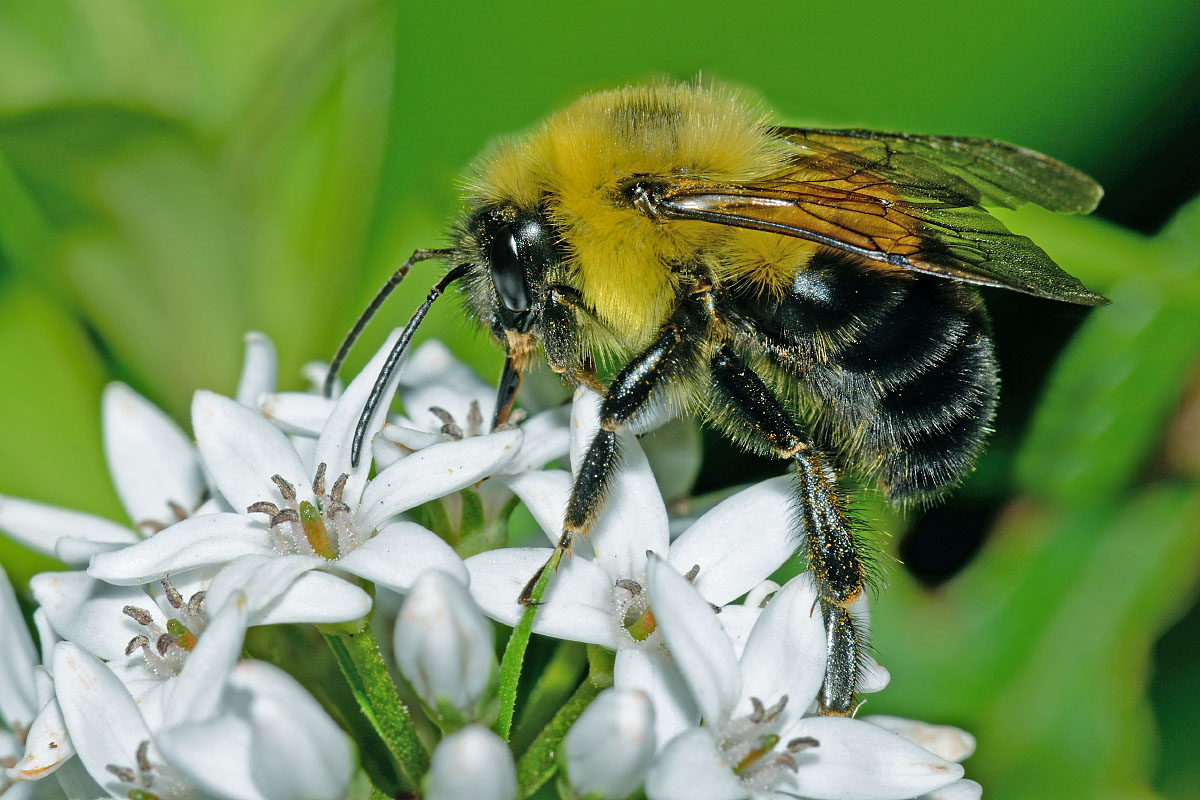 نحلة على زهرة