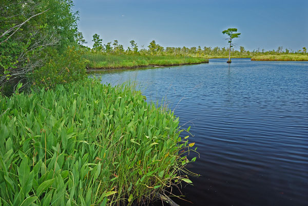 محمية المنطقة الطبيعية لنهر نورث لاندينج ريفر الطبيعية