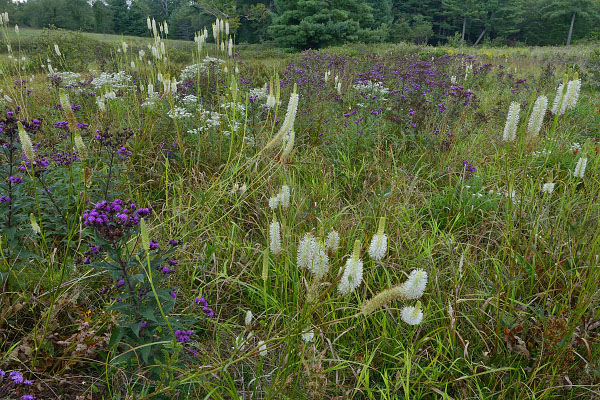 صورة من غرايسون غليدز NAP