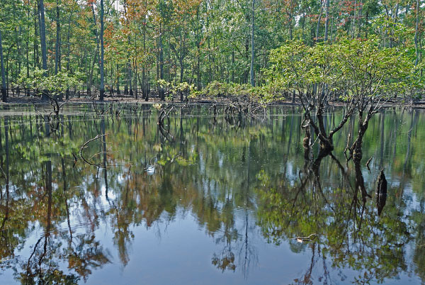 محمية منطقة أحواض جرافتون بوندز الطبيعية