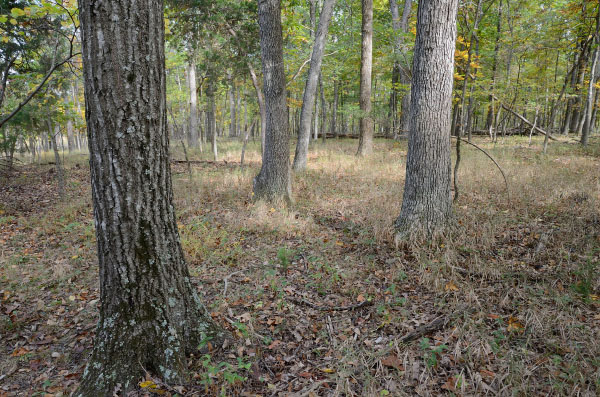 محمية إلكليك وودلاندز وودلاندز الطبيعية