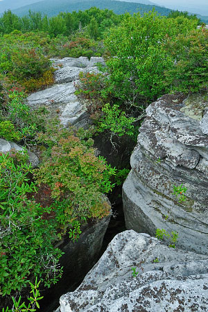 صورة لقنوات NAP