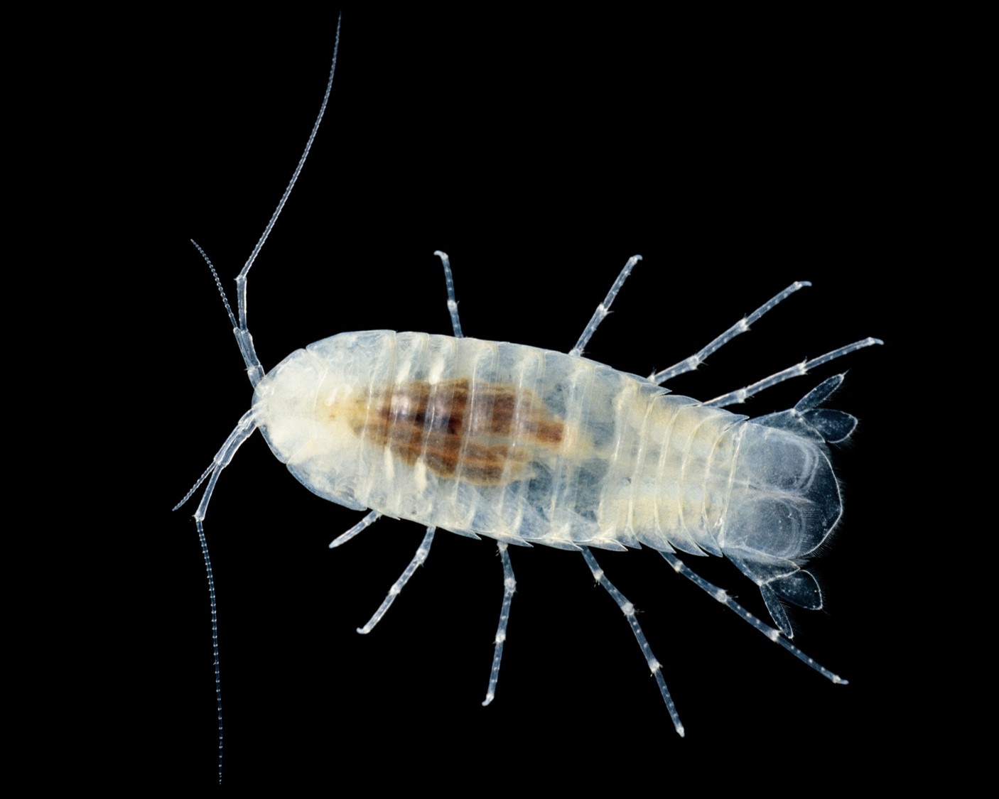 نبع نهر باول