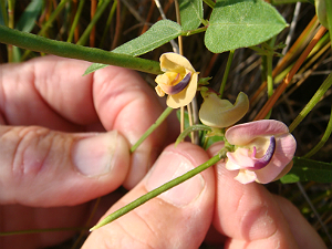 فاصولياء الشاطئ