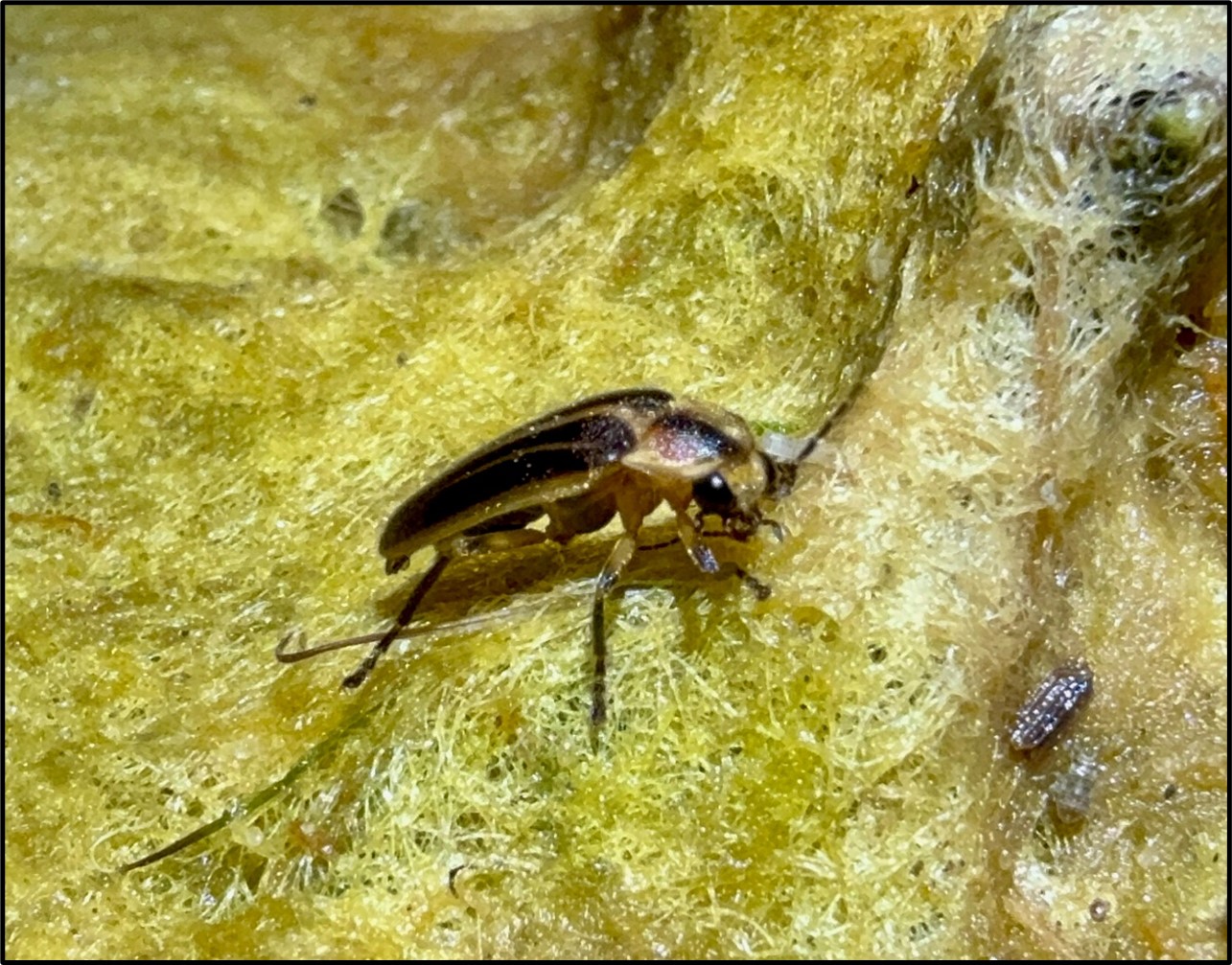 صورة بيثاني بيتش فايرفلاي