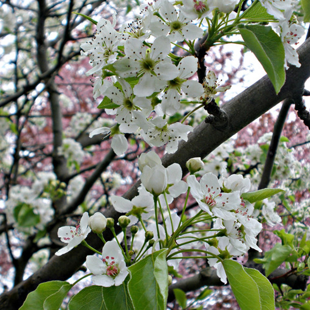 الأنواع الغازية