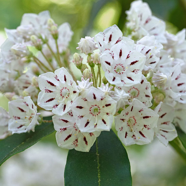 النباتات المحلية