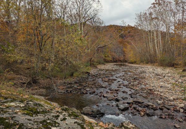 محمية بروكس غاب الطبيعية