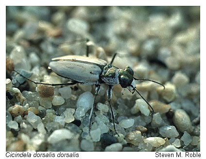 صورة خنفساء النمر