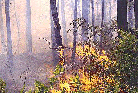 صورة الحرق المتحكم فيه