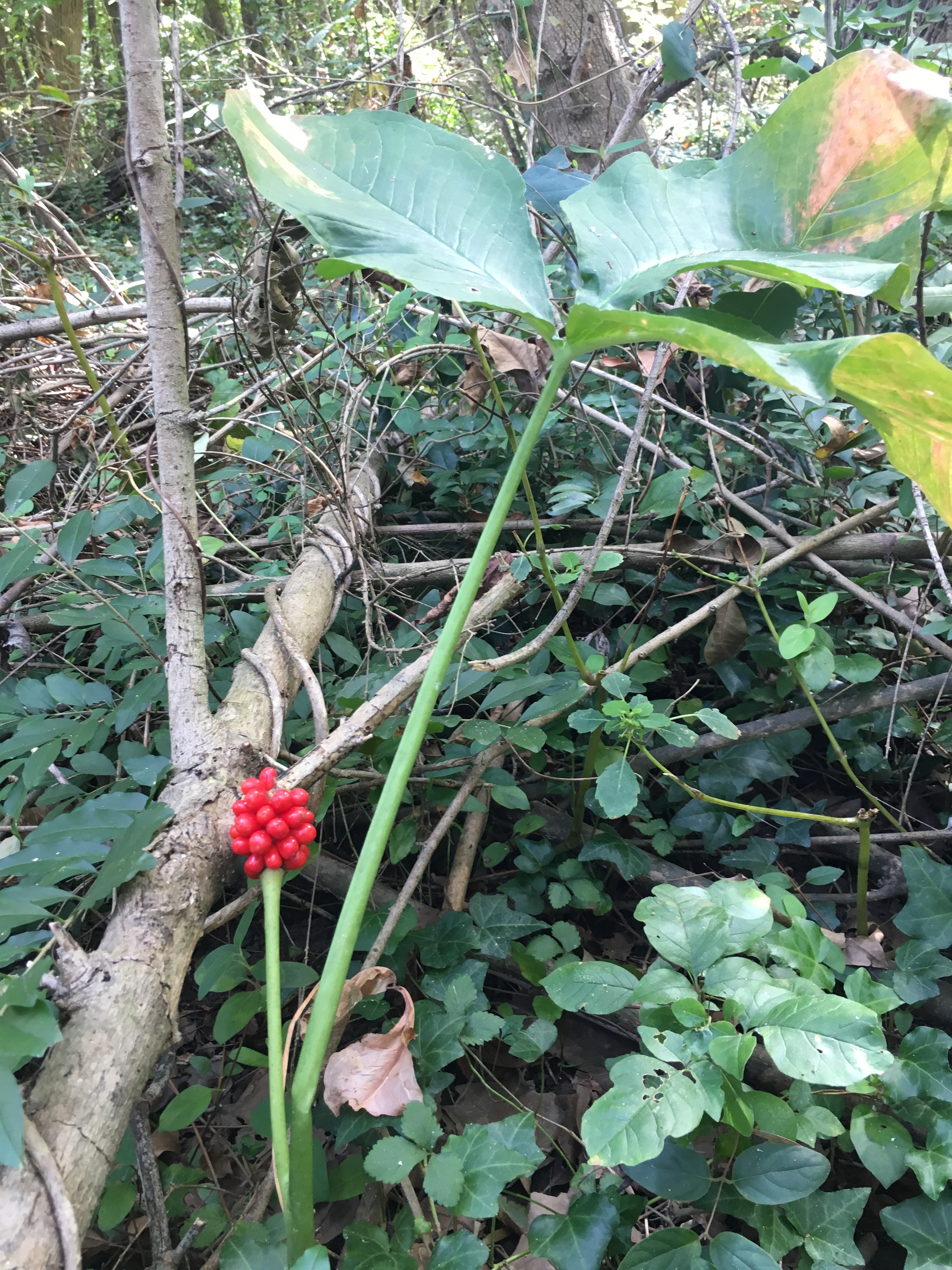 photo Jack-in-the-pulpit in fruit