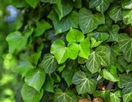 photo common ivy