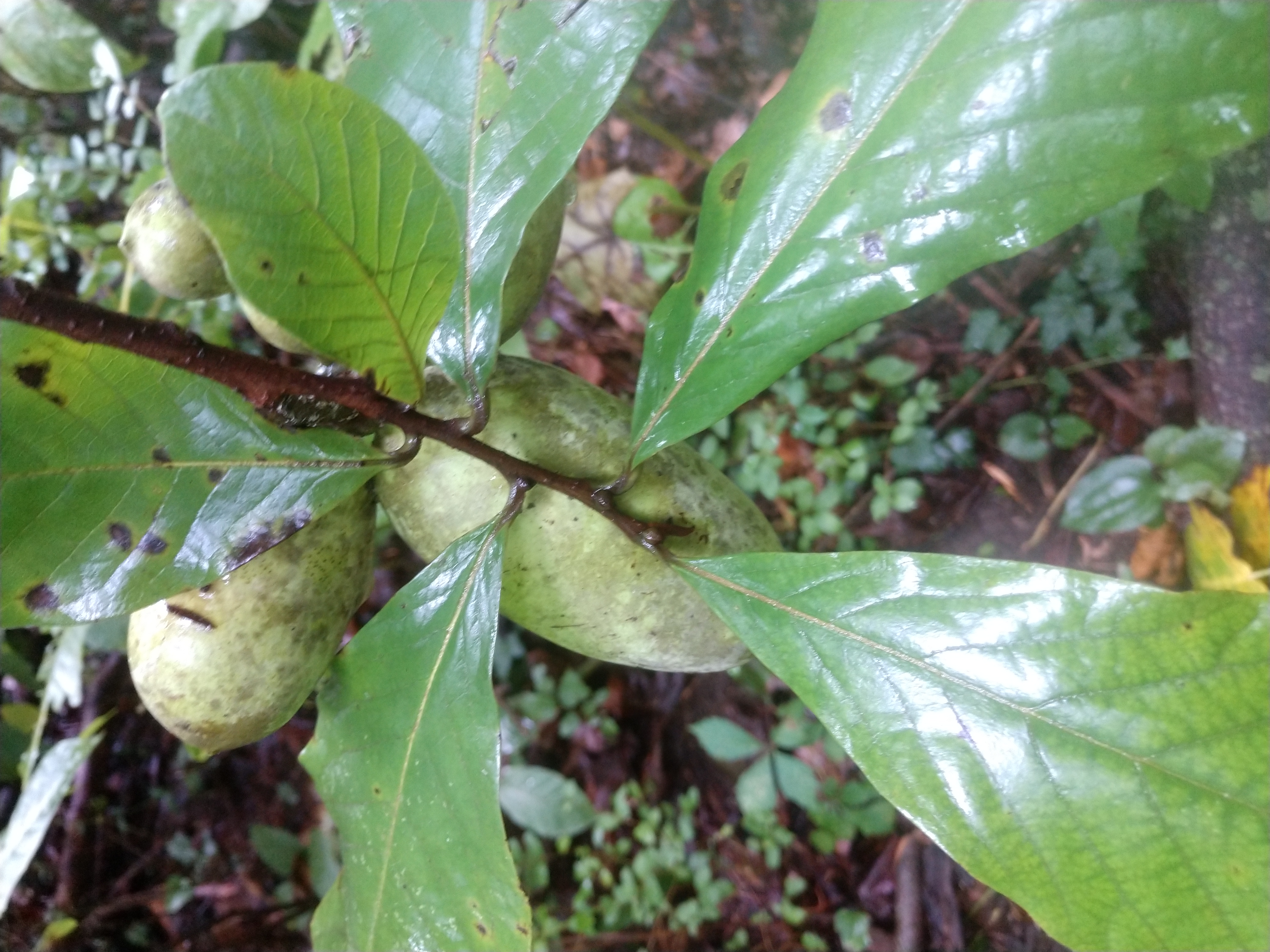 photo Paw paw in fruit