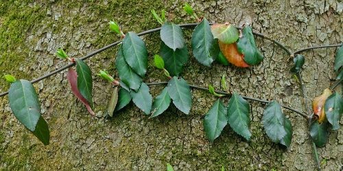 winter creeper photo