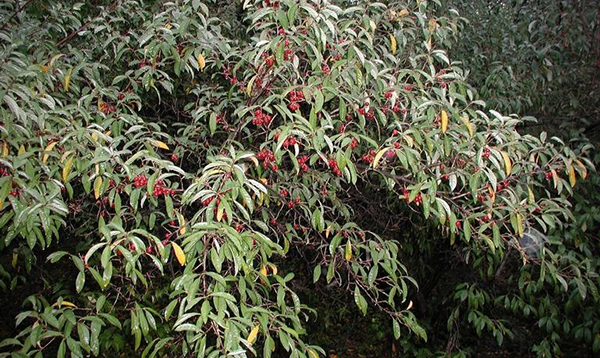 وتنتشر أنواع النباتات الغازية مثل زيتون الخريف<em>(Elaeagnus umbellate</em>) بسهولة، وذلك بفضل قدرتها على نشر الثمار بسهولة. تصوير ليزلي ج. ميرهوف، جامعة كونيتيكت، Bugwood.org. عرض الشرائح