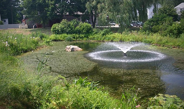 أثبتت الأنواع النباتية الغازية مثل نباتات الهيدريلا<em>(Hydrilla verticillata</em>) صعوبة السيطرة عليها في موائلها غير الأصلية. تصوير ليزلي ج. ميرهوف، جامعة كونيتيكت، Bugwood.org. عرض الشرائح