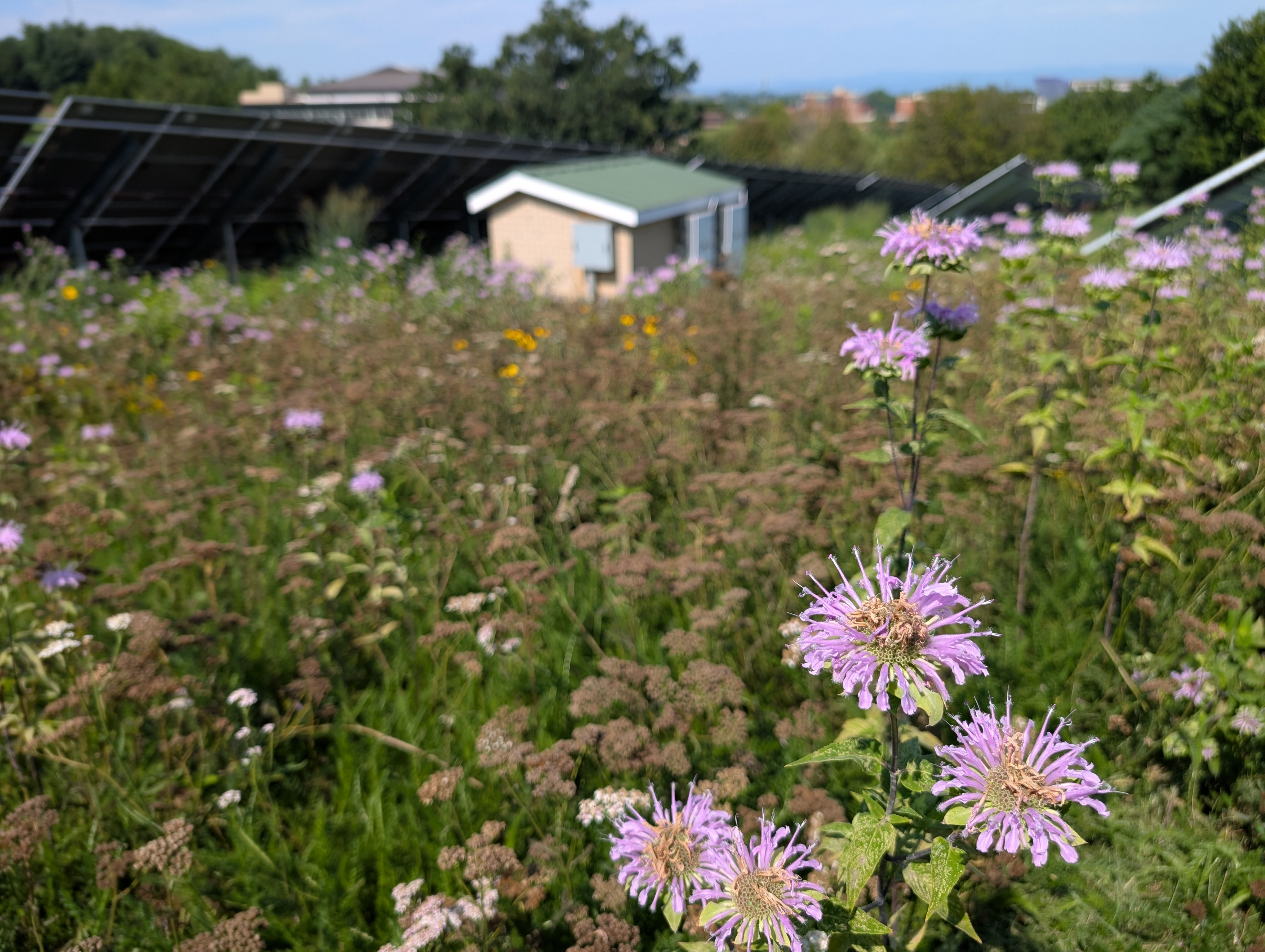 photo JMU Solar facility wildflowers year two