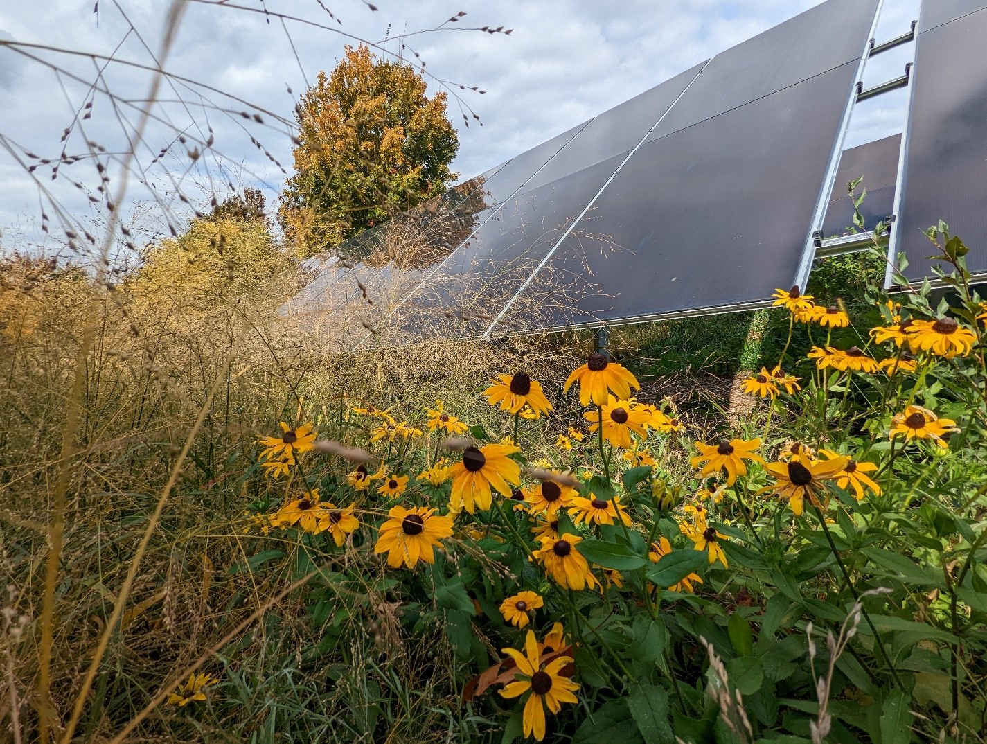 ألواح الطاقة الشمسية في جامعة JMU مع النباتات المحلية صورة محطات منشأة جامعة JMU للطاقة الشمسية