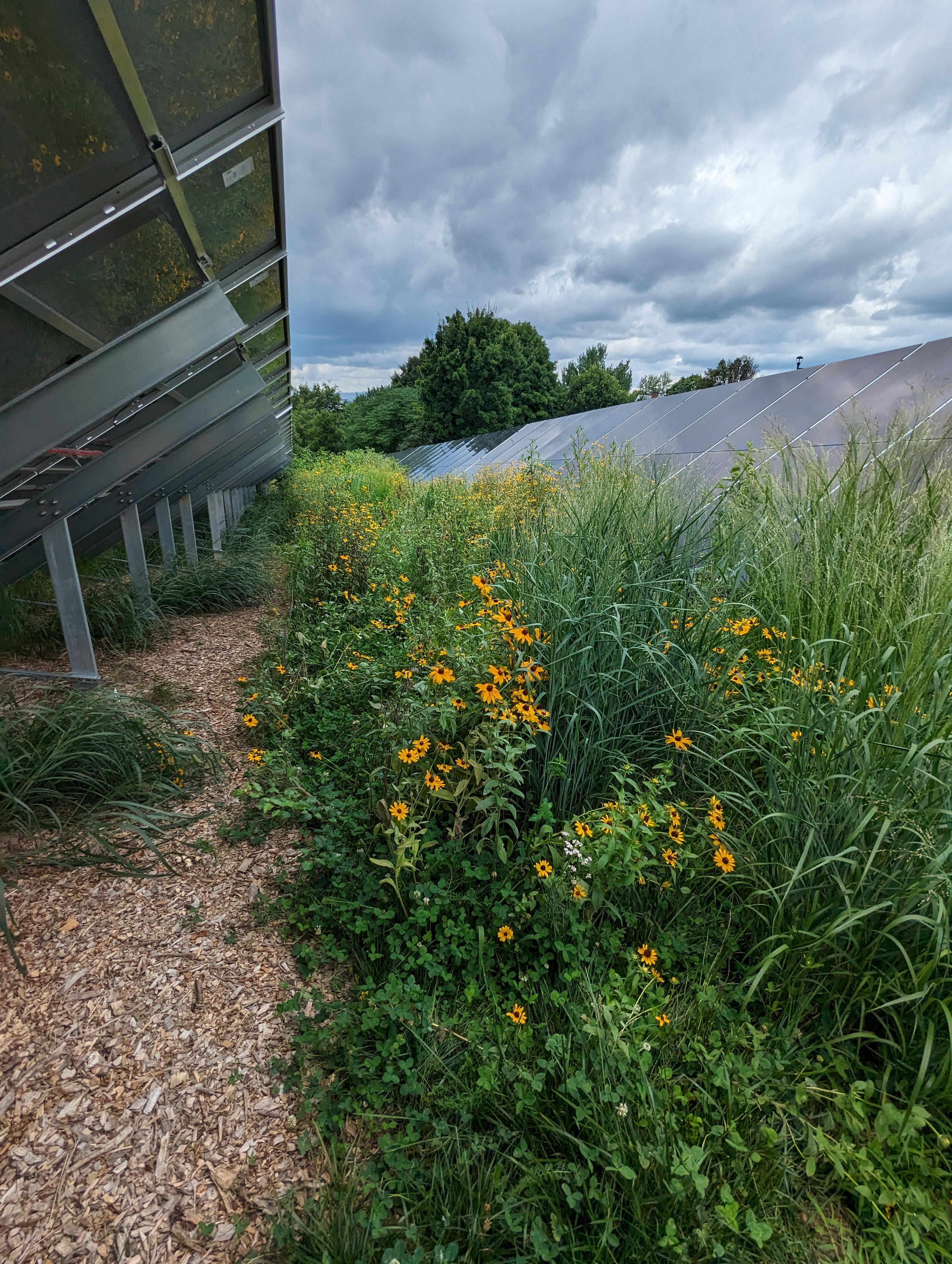 تم اعتماد مرفق الطاقة الشمسية في جامعة JMU كمرفق ذكي للملقحات. صورة ألواح الطاقة الشمسية JMU