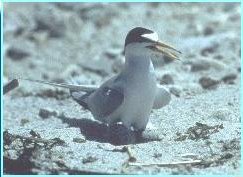 تعشش طيور الخرشنة الصغيرة، وهي من الطيور النادرة التي تعشش على الشاطئ في بعض المحميات الطبيعية في فرجينيا