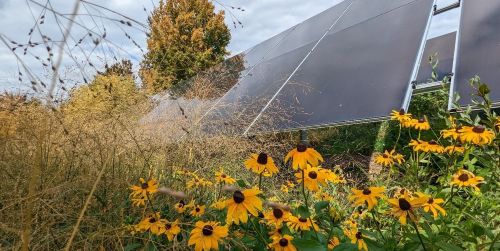 photo of solar panel with flowers underneath