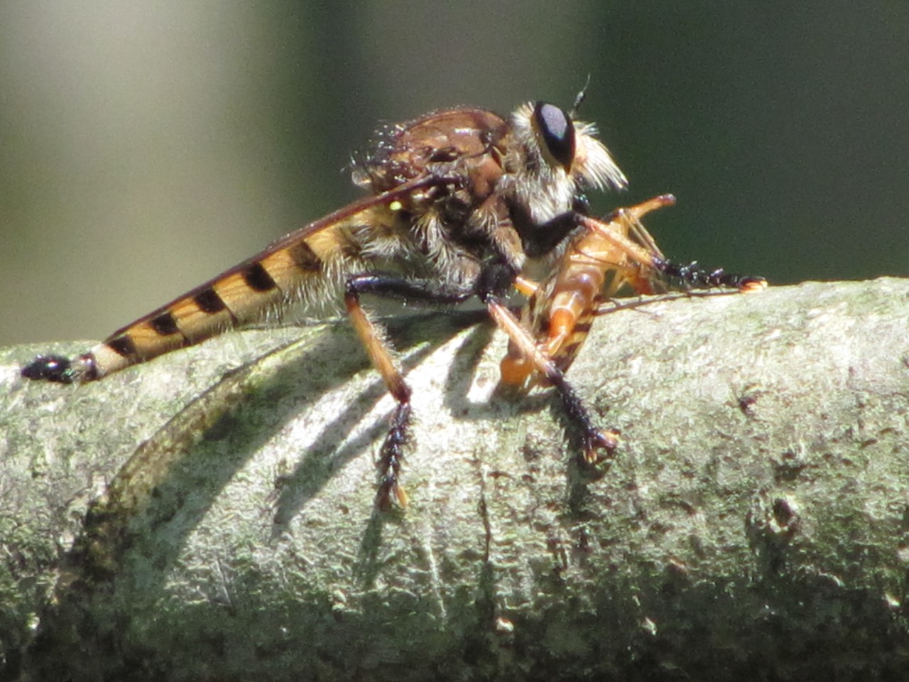 Robber fly