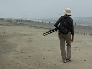 مراقبة الطيور