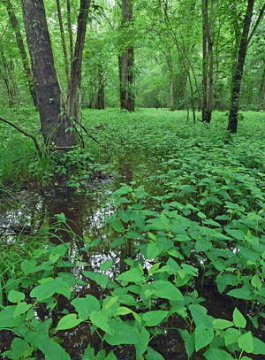 صورة لنهر المد والجزر عالي الطاقة