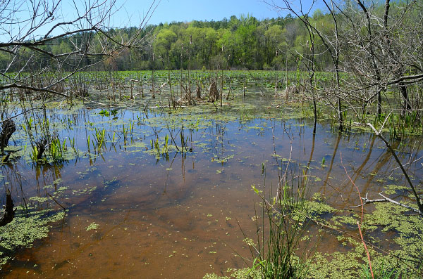 صورة لنهر المد والجزر عالي الطاقة
