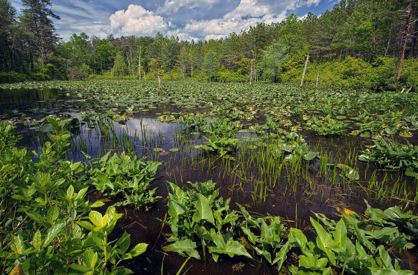 صورة لنهر المد والجزر عالي الطاقة