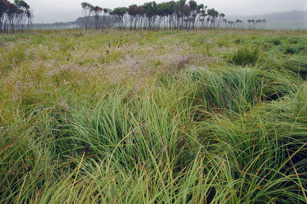 صورة مستنقعات المافيك والتسرب