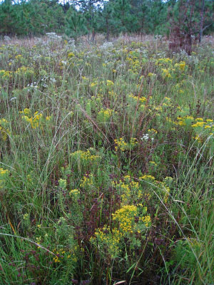 صورة لنهر المد والجزر عالي الطاقة