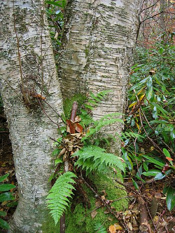صورة خشب البتولا الأصفر والأخشاب دائمة الخضرة