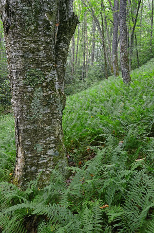 صورة لنهر المد والجزر عالي الطاقة